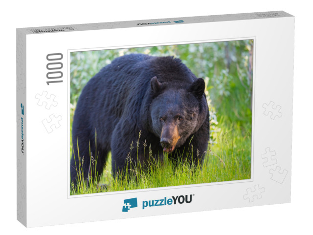 Wild Black Bear in the Summertime, Banff & Jasper Nationa... Jigsaw Puzzle with 1000 pieces