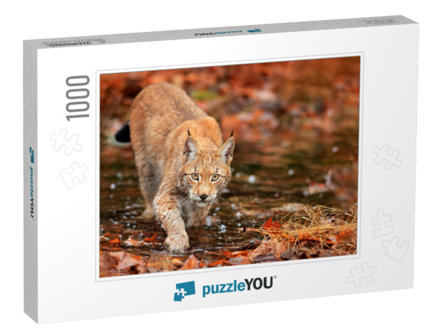 Lynx Walking in Orange Leaves with Water. Wild Animal Hid... Jigsaw Puzzle with 1000 pieces