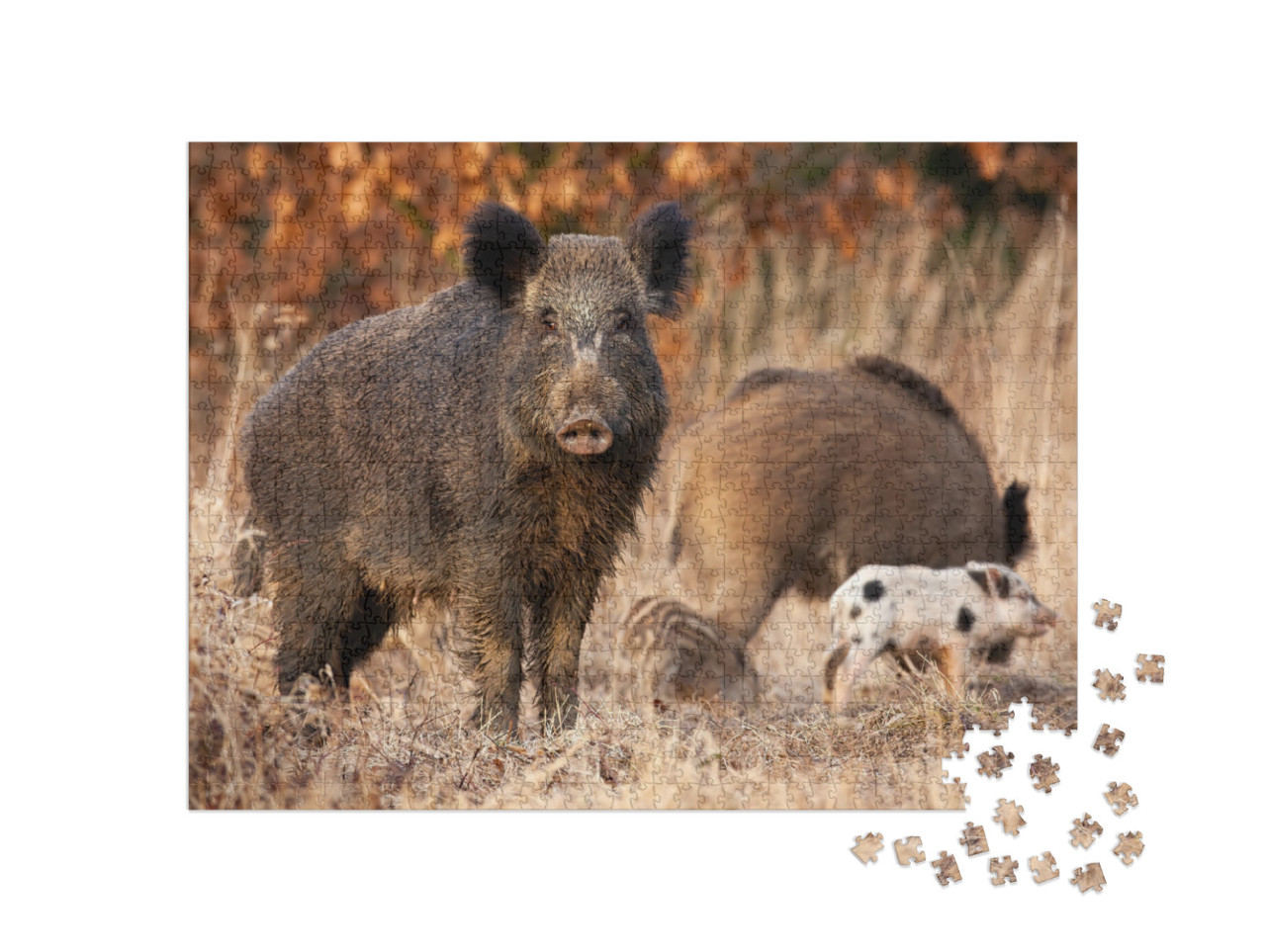 Dangerous Wild Boar, Sus Scrofa, Protecting It Young Stri... Jigsaw Puzzle with 1000 pieces