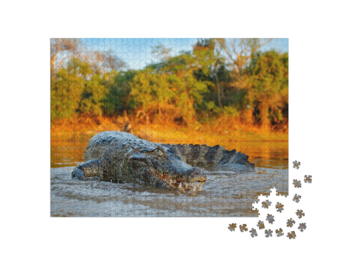 Crocodile Catch Fish in River Water, Evening Light. Yacar... Jigsaw Puzzle with 1000 pieces