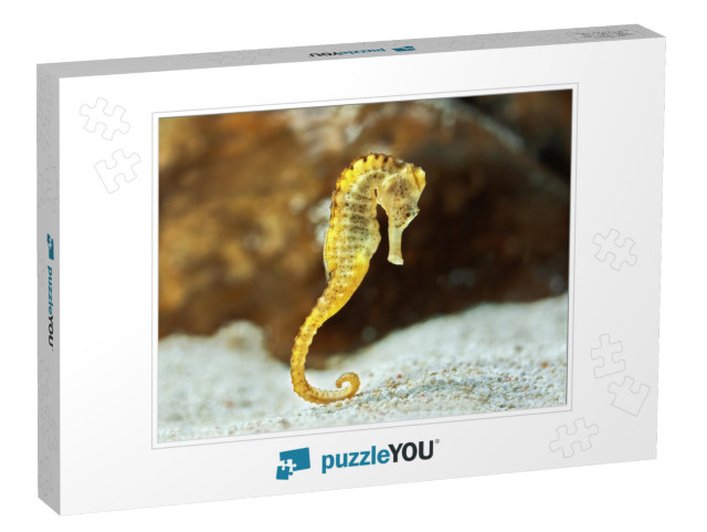 Specimen of Long-Snouted Hippocampus in the Aquarium Hipp... Jigsaw Puzzle