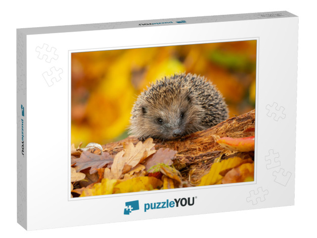 Hedgehog Scientific Name Erinaceus Europaeus. Wild, Nativ... Jigsaw Puzzle