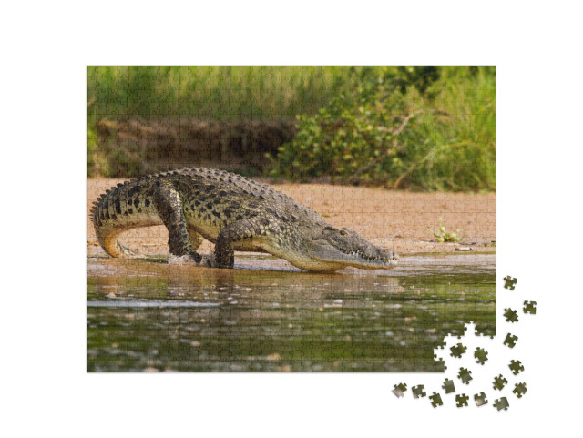 A Nile Crocodile, the Bigger Predator of the Nile River... Jigsaw Puzzle with 1000 pieces