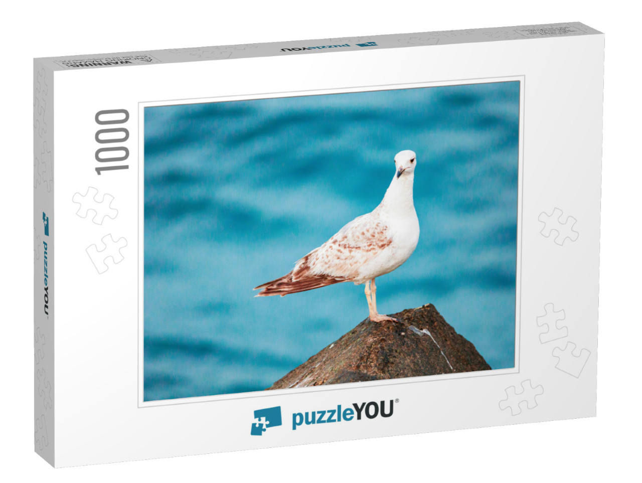 Seagulls Are Very Intelligent Birds, Who Live in Colonies... Jigsaw Puzzle with 1000 pieces