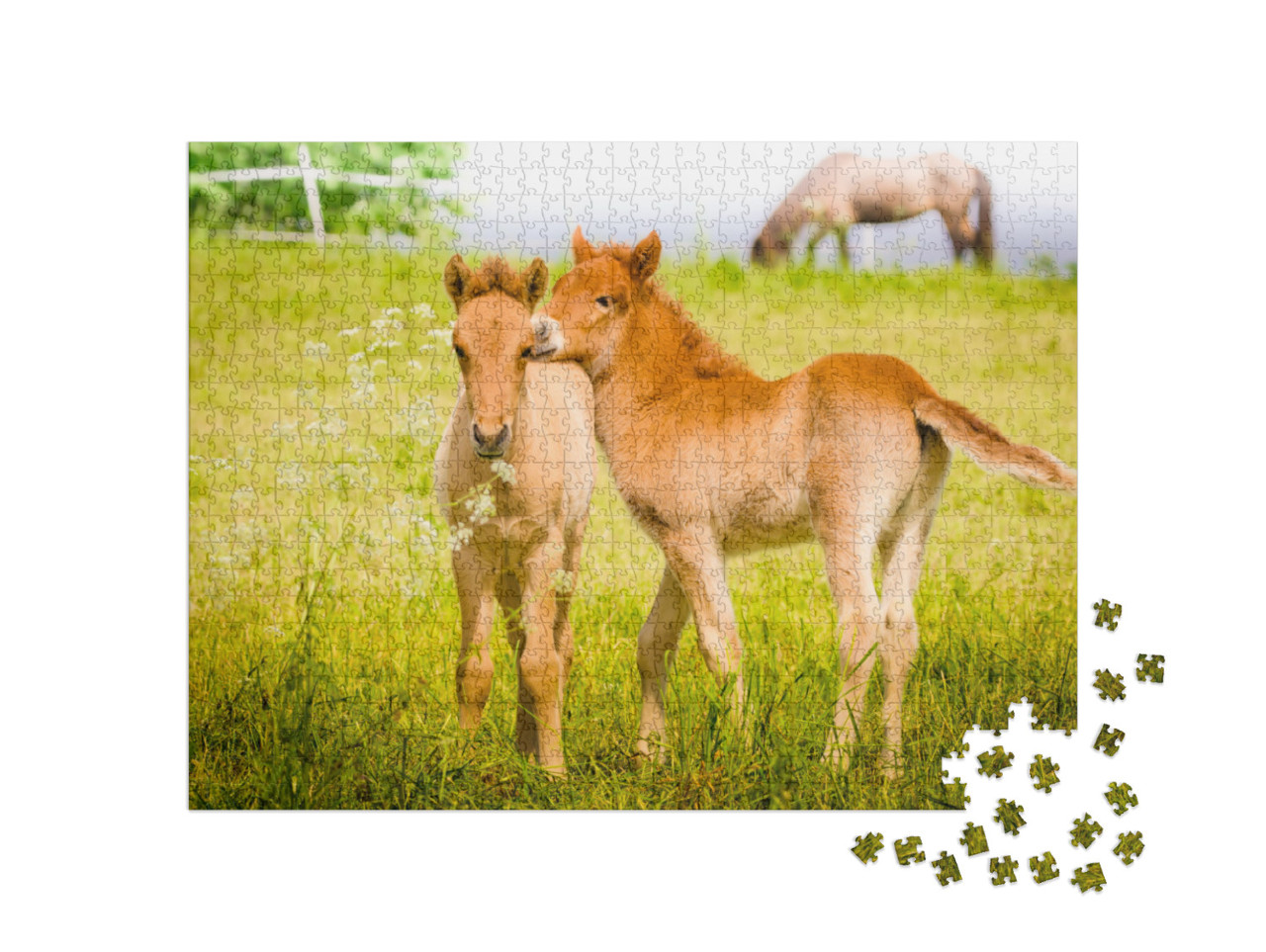 Cute Little Foal in the Meadow... Jigsaw Puzzle with 1000 pieces