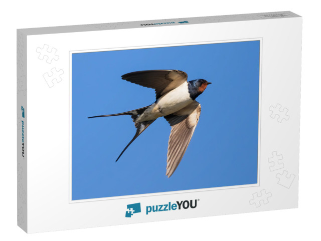 Portrait of a Flying Barn Swallow Rustica Hirundo in Fron... Jigsaw Puzzle