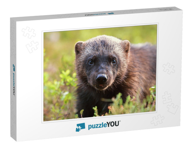 Wolverine Gulo Gulo Portrait. Wolverine Face Closeup... Jigsaw Puzzle