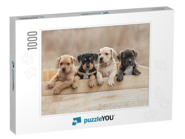 American Staffordshire Terrier Puppies Sitting in a Box... Jigsaw Puzzle with 1000 pieces