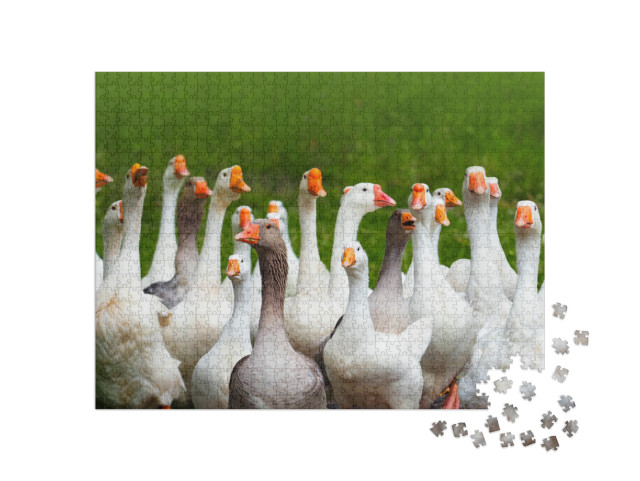 Geese Attack. Flock of Domestic Geese on a Green Meadow... Jigsaw Puzzle with 1000 pieces