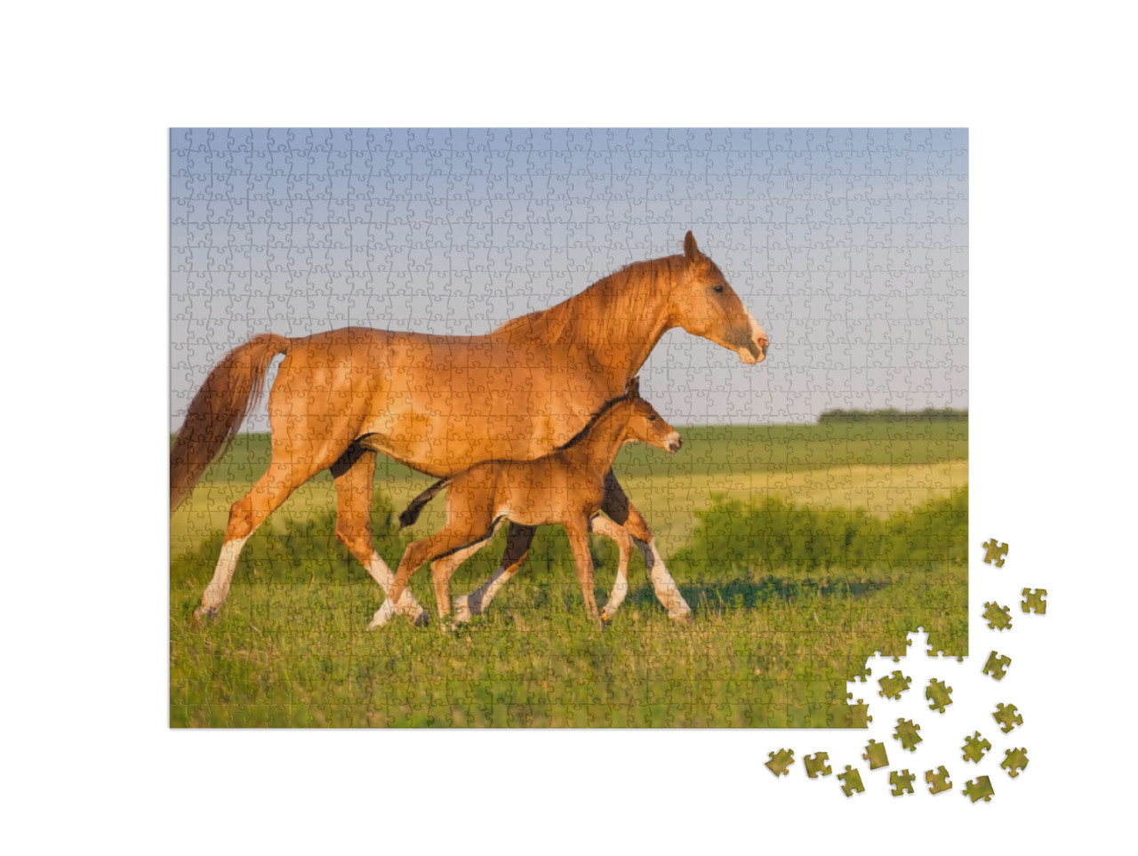 Mare Run with Colt in Beautiful Field At Sunrise... Jigsaw Puzzle with 1000 pieces