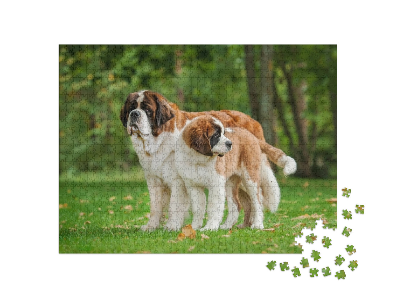 Two Saint Bernard Dogs Standing in the Park... Jigsaw Puzzle with 1000 pieces