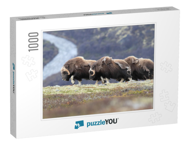 Muskox in Dovrefjell National Park, Norway... Jigsaw Puzzle with 1000 pieces