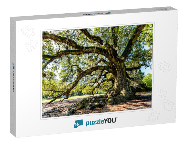 Oldest Southern Live Oak in New Orleans Audubon Park on S... Jigsaw Puzzle