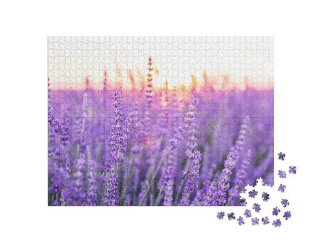 Sunset Over a Violet Lavender Field. Valensole Lavender F... Jigsaw Puzzle with 1000 pieces