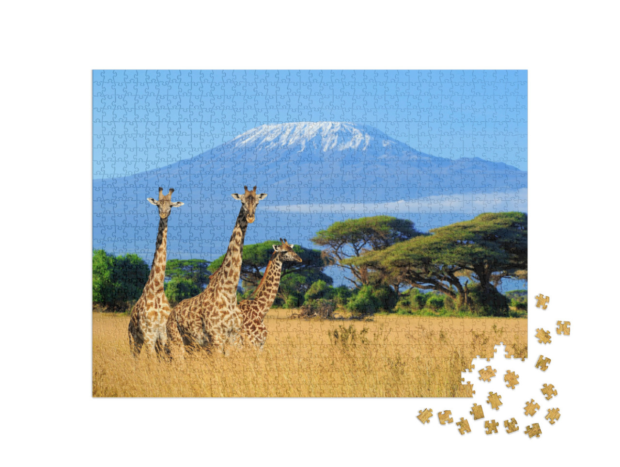 Three Giraffe on Kilimanjaro Mount Background in National... Jigsaw Puzzle with 1000 pieces