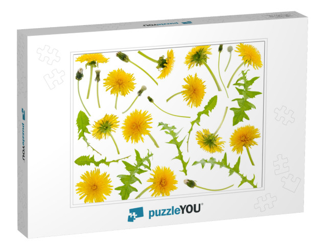 Many Yellow Dandelions & Dandelions Leaves At Various Ang... Jigsaw Puzzle