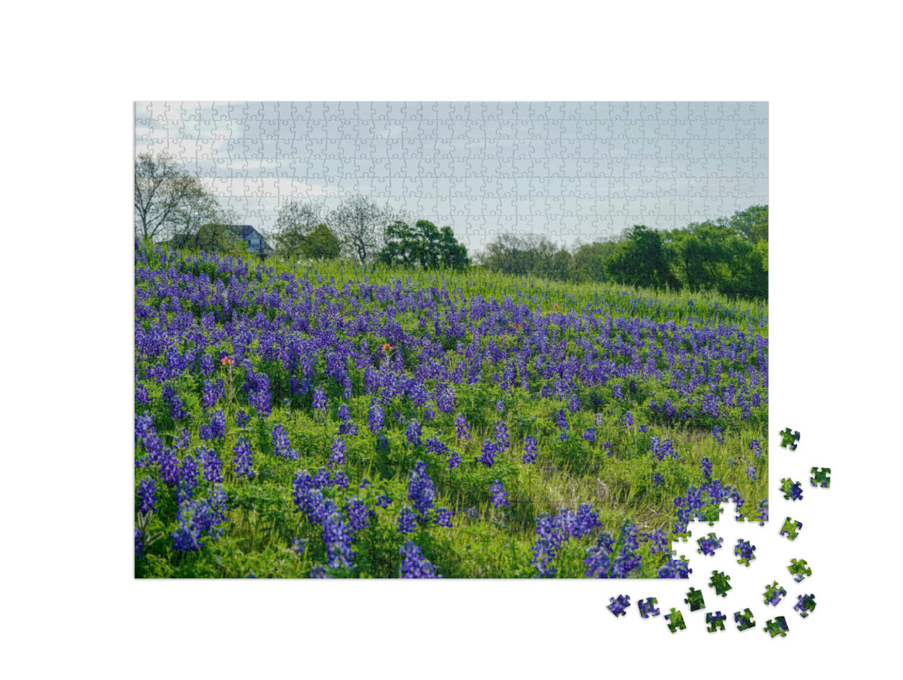 View of Bluebonnet Wildflowers Along Countryside Near the... Jigsaw Puzzle with 1000 pieces