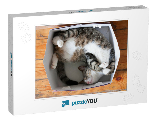 Striped Cat Sleeping in a Cardboard Box... Jigsaw Puzzle