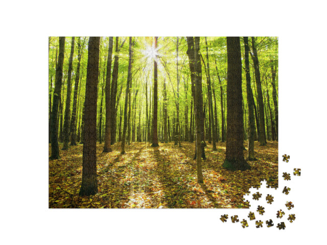 Autumn Forest Trees. Nature Green Wood Sunlight Backgroun... Jigsaw Puzzle with 1000 pieces