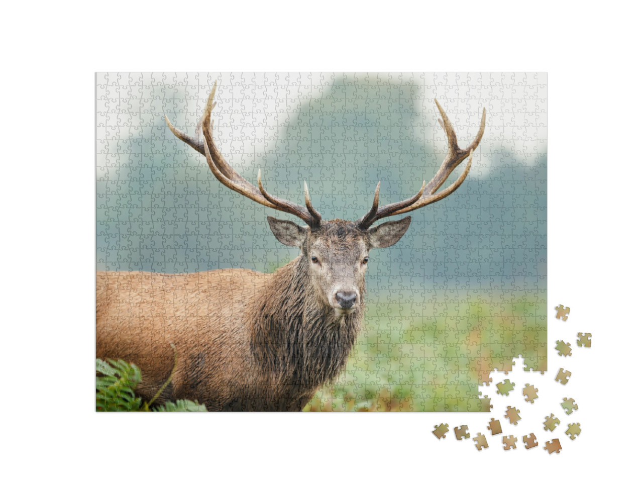 Portrait of a Red Deer Stag, Uk... Jigsaw Puzzle with 1000 pieces