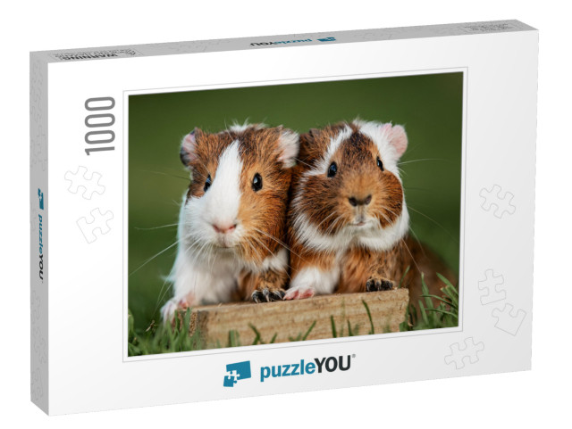 Two Lovely Guinea Pigs on the Lawn in Summer... Jigsaw Puzzle with 1000 pieces