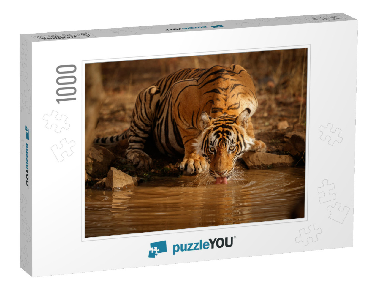 Tiger in the Nature Habitat. Tiger Male Drinking Water. W... Jigsaw Puzzle with 1000 pieces