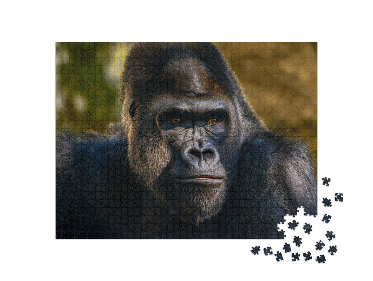 Male Silverback Western Lowland Gorilla, Gorilla Gorilla... Jigsaw Puzzle with 1000 pieces