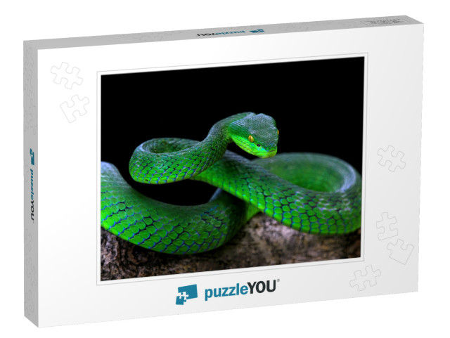 Green Albolaris Snake Front View with Black Background, A... Jigsaw Puzzle