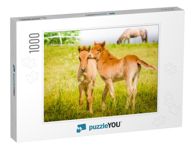 Cute Little Foal in the Meadow... Jigsaw Puzzle with 1000 pieces