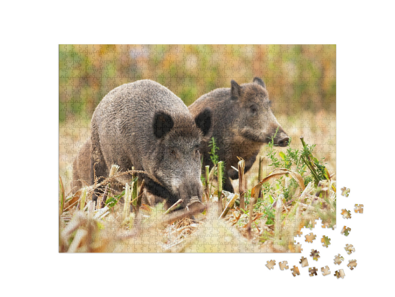 Herd of Wild Boars, Sus Scrofa, Wandering & Looking for S... Jigsaw Puzzle with 1000 pieces