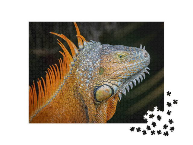 Orange Morph of an Adult Green Iguana Iguana... Jigsaw Puzzle with 1000 pieces