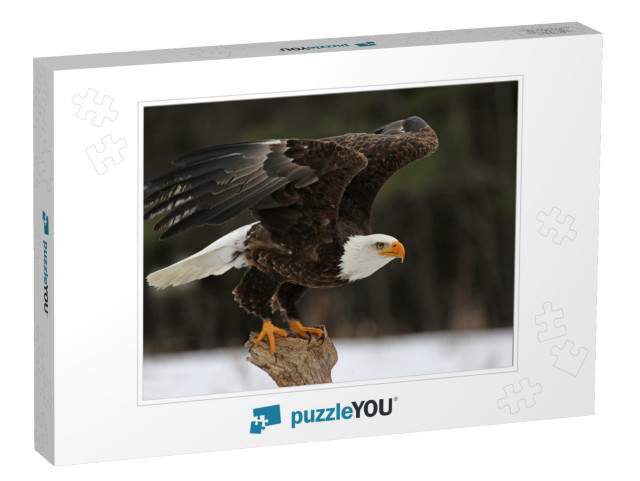 A Bald Eagle Haliaeetus Leucocephalus Taking Off... Jigsaw Puzzle