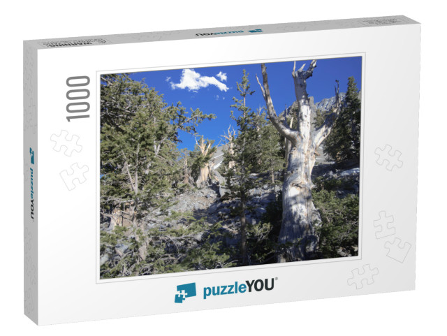 Bristlecone Pines in Great Basin National Park in Nevada_... Jigsaw Puzzle with 1000 pieces