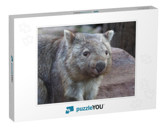 Stocky Robust Powerful Common Wombat in a Cheerful Happy... Jigsaw Puzzle