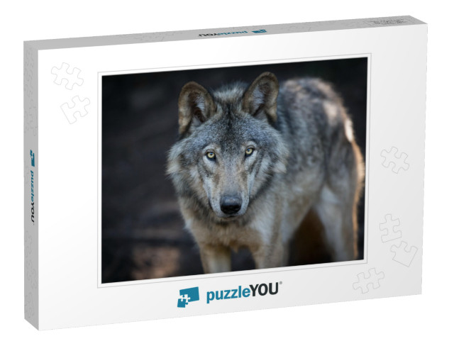 Close Up Portrait of a Grey Wolf Canis Lupus Also Known a... Jigsaw Puzzle