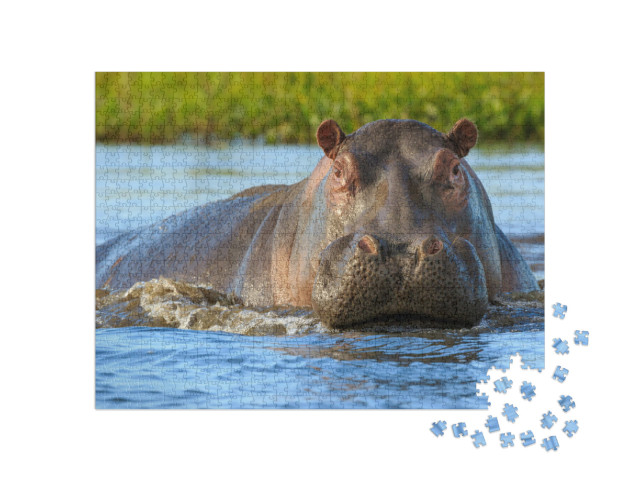 Hippopotamus Hippos in Liwonde N. P. - Malawi... Jigsaw Puzzle with 1000 pieces