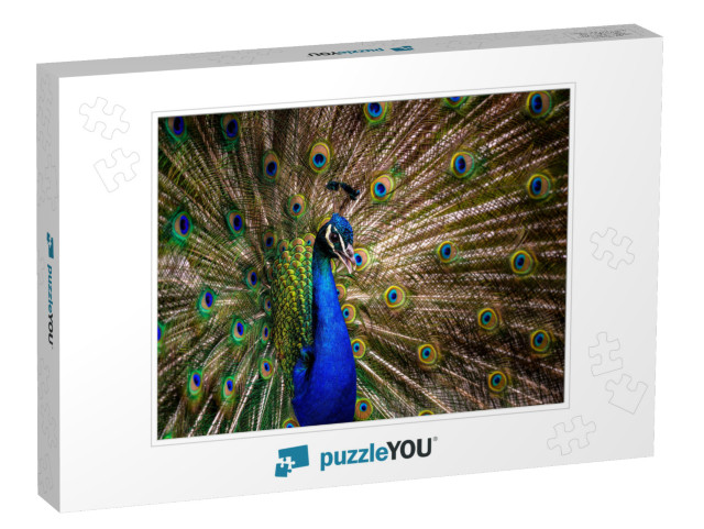 Peacock Tail. Elegant Colorful Peacock Portrait... Jigsaw Puzzle