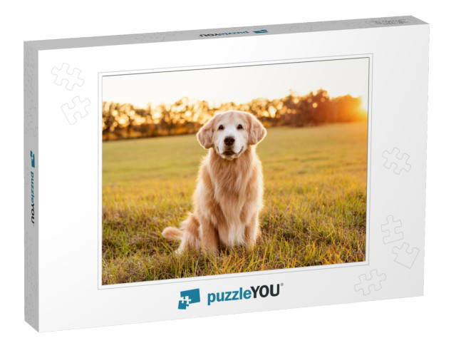 Old Golden Retriever in a Grass Field At Sunset, Beautifu... Jigsaw Puzzle