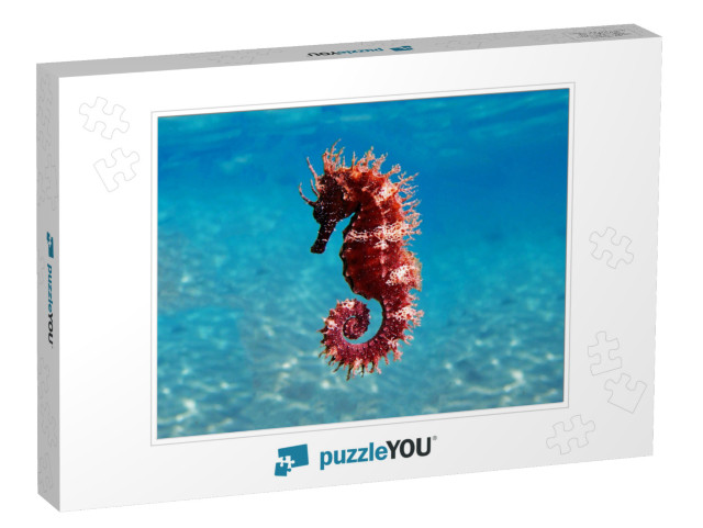 Mediterranean Seahorse - Hippocampus Guttulatus... Jigsaw Puzzle