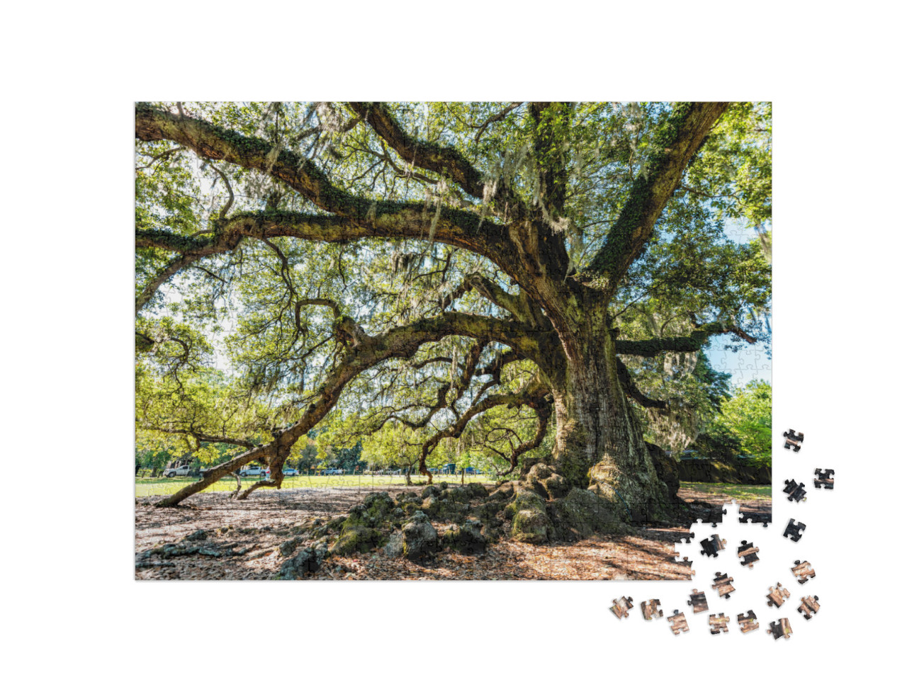 Oldest Southern Live Oak in New Orleans Audubon Park on S... Jigsaw Puzzle with 1000 pieces