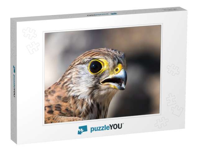 Common Kestrel Falco Tinnunculus, European Kestrel, Euras... Jigsaw Puzzle