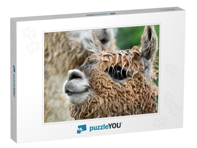 The Head of Small Cute Lama Alpaca. Wet Alpaca, Muzzle De... Jigsaw Puzzle