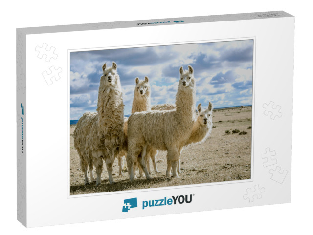 Llamas Group in Their Natural Habitat... Jigsaw Puzzle