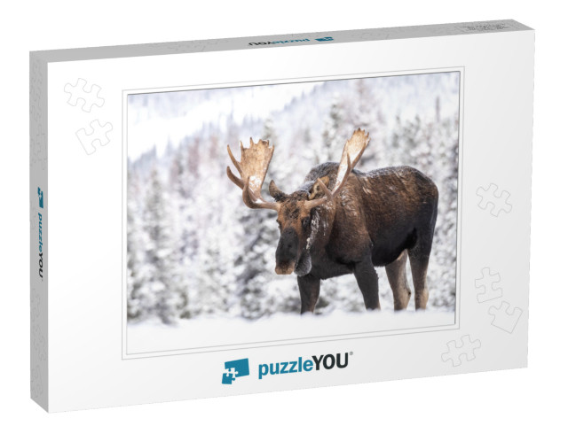 A Moose in Snow in Jasper Canada... Jigsaw Puzzle