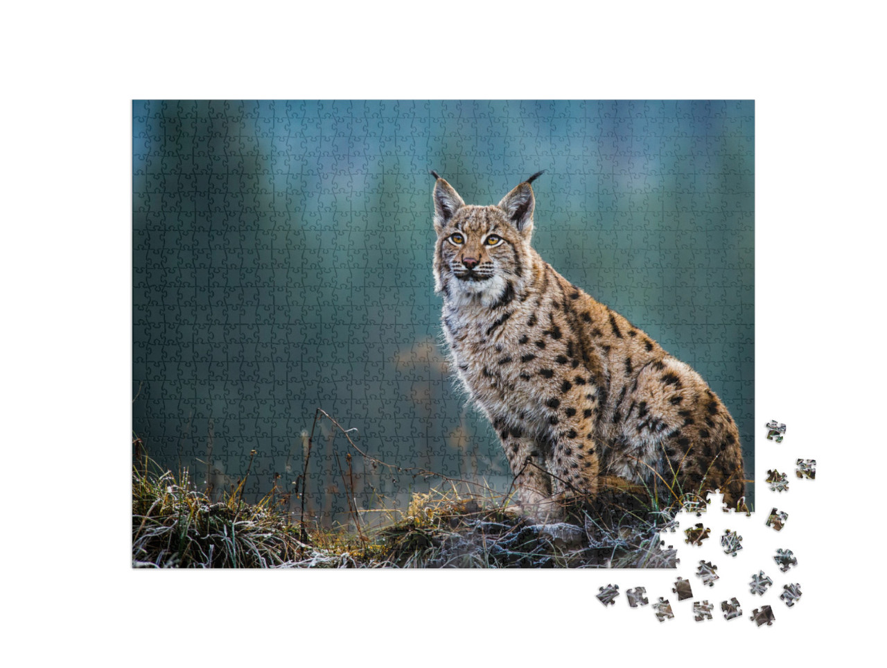 Eurasian Lynx... Jigsaw Puzzle with 1000 pieces