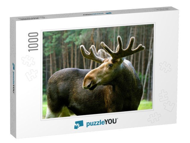 The Elk in Their Natural Habitat... Jigsaw Puzzle with 1000 pieces