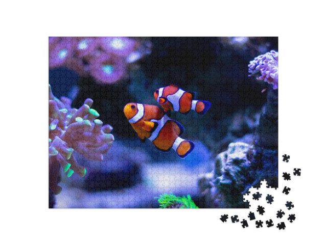 Clownfish Swimming in an Aquarium... Jigsaw Puzzle with 1000 pieces