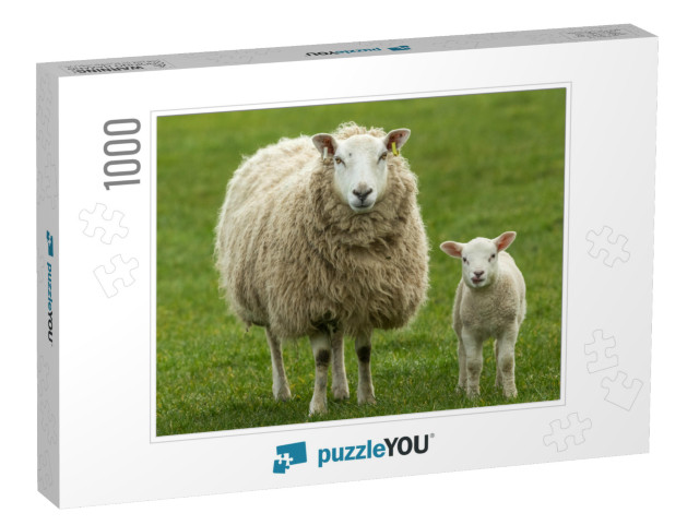 Ewe, a Female Sheep with Her Young Lamb, Both Facing Forw... Jigsaw Puzzle with 1000 pieces