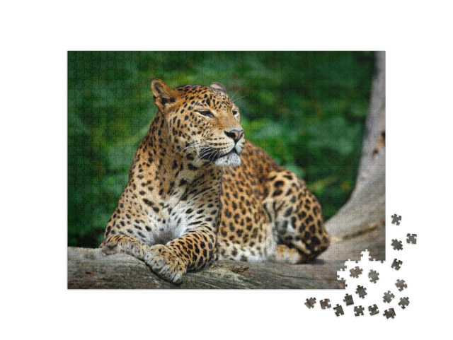 Sri Lankan Leopard, Panthera Pardus Kotiya, Big Spotted C... Jigsaw Puzzle with 1000 pieces