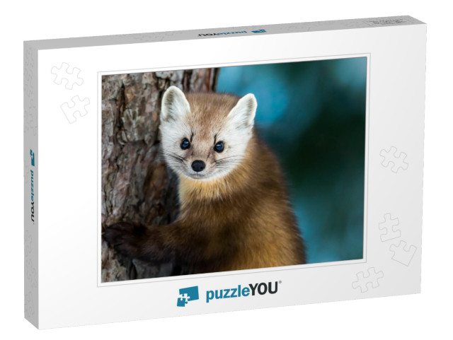 American Marten - Martes Americana, Climbing a Pine Tree... Jigsaw Puzzle